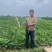 露天黑皮无籽西瓜千亩种植基地