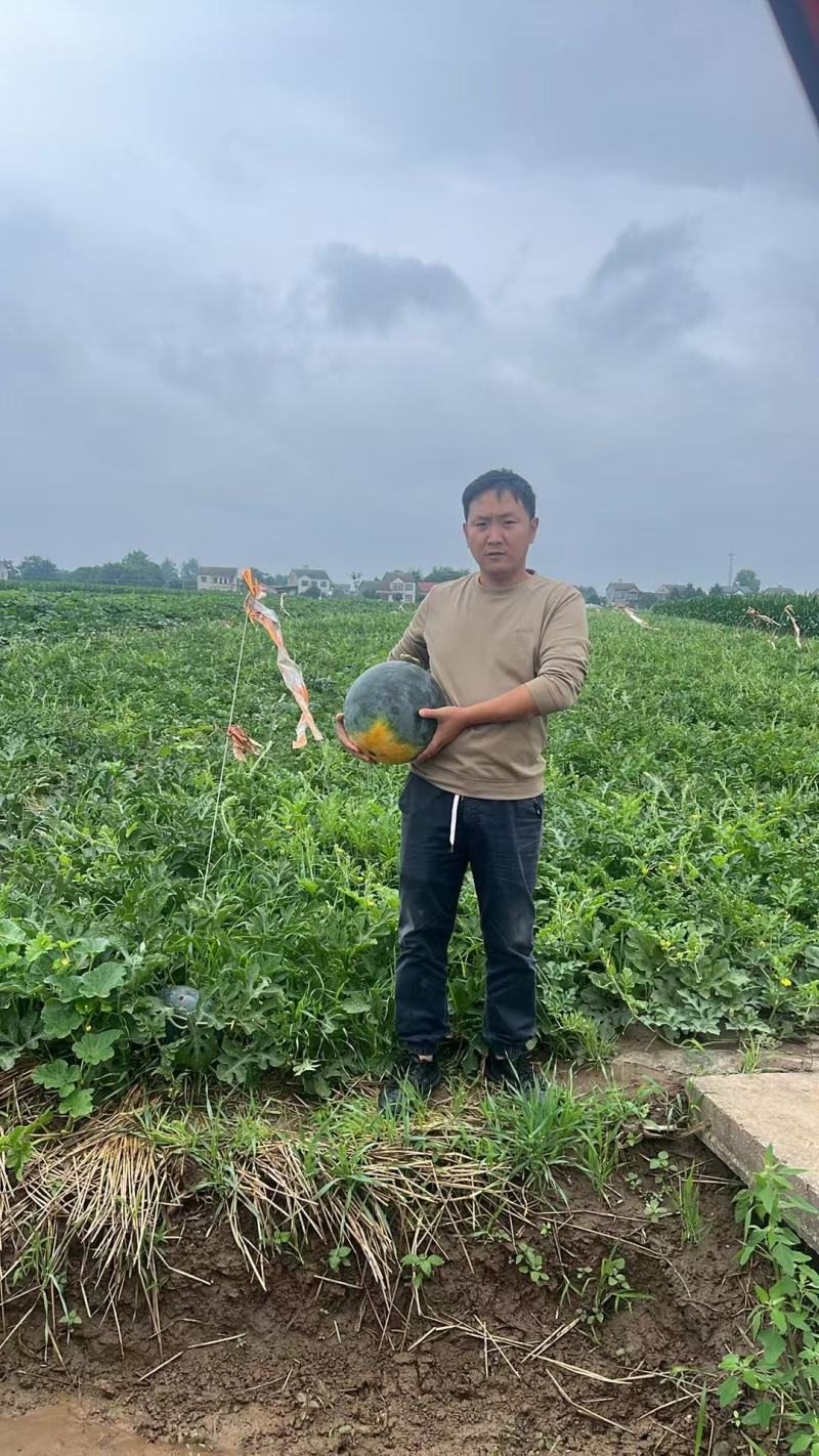 露天黑皮无籽西瓜千亩种植基地