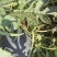 露天黑皮无籽西瓜千亩种植基地