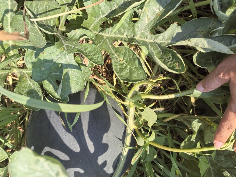 露天黑皮无籽西瓜千亩种植基地