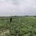 露天黑皮无籽西瓜千亩种植基地