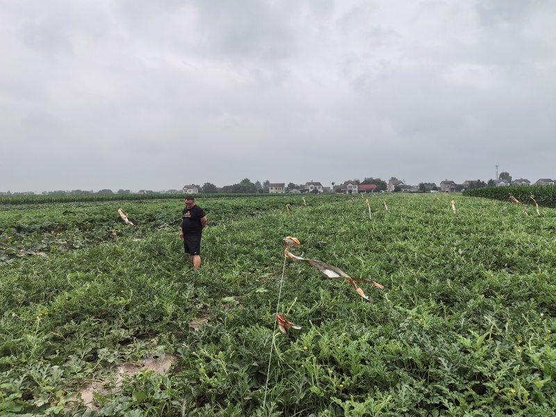 露天黑皮无籽西瓜千亩种植基地