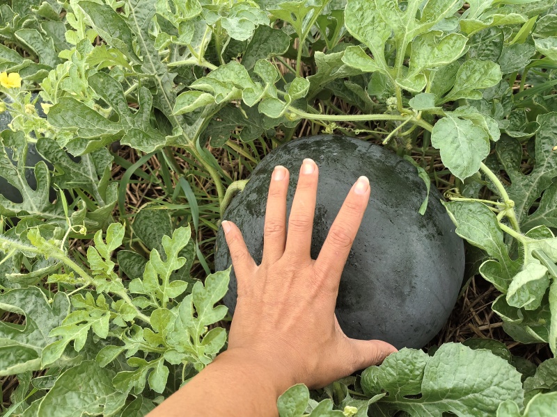 露天黑皮无籽西瓜千亩种植基地