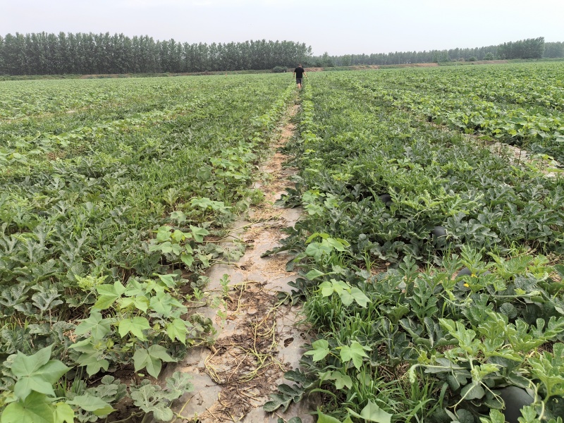 露天黑皮无籽西瓜千亩种植基地