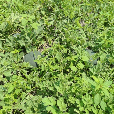 露天黑皮无籽西瓜千亩种植基地