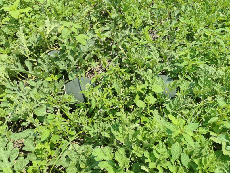 露天黑皮无籽西瓜千亩种植基地