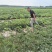 露天黑皮无籽西瓜千亩种植基地