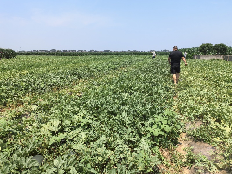 露天黑皮无籽西瓜千亩种植基地