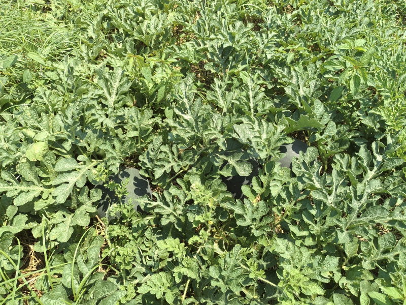 露天黑皮无籽西瓜千亩种植基地