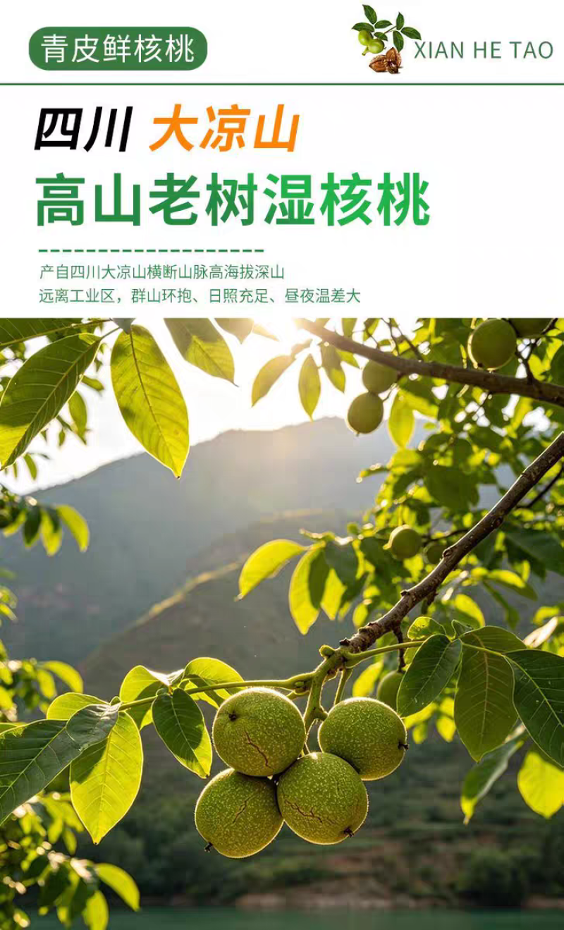2026年新鲜湿核桃现摘山核桃大凉山核桃去青皮生核桃老树