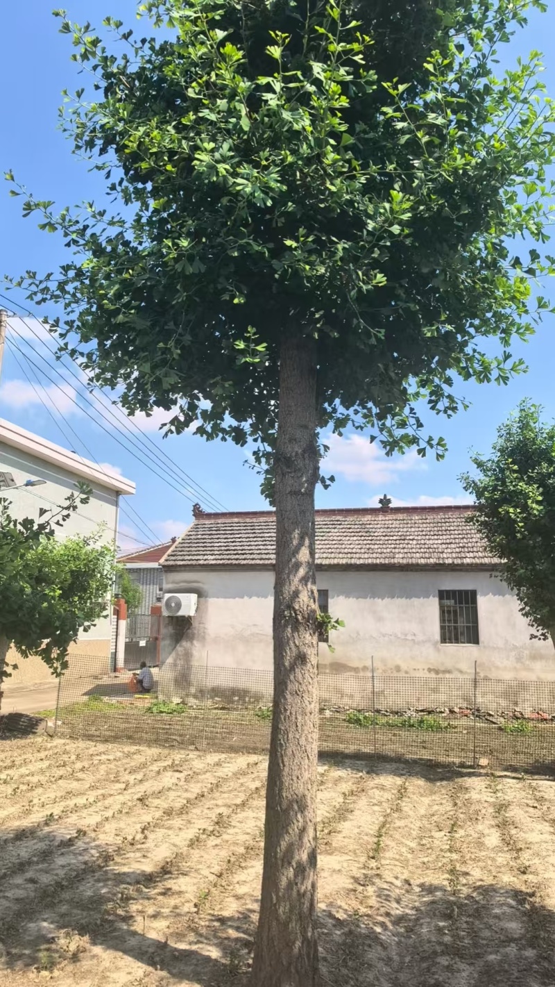 二十几年的银杏树，直径30公分左右，有意请联系
