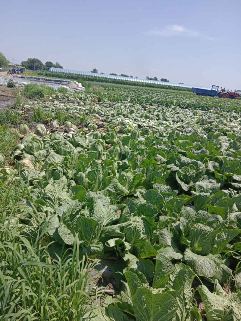 东北大白菜