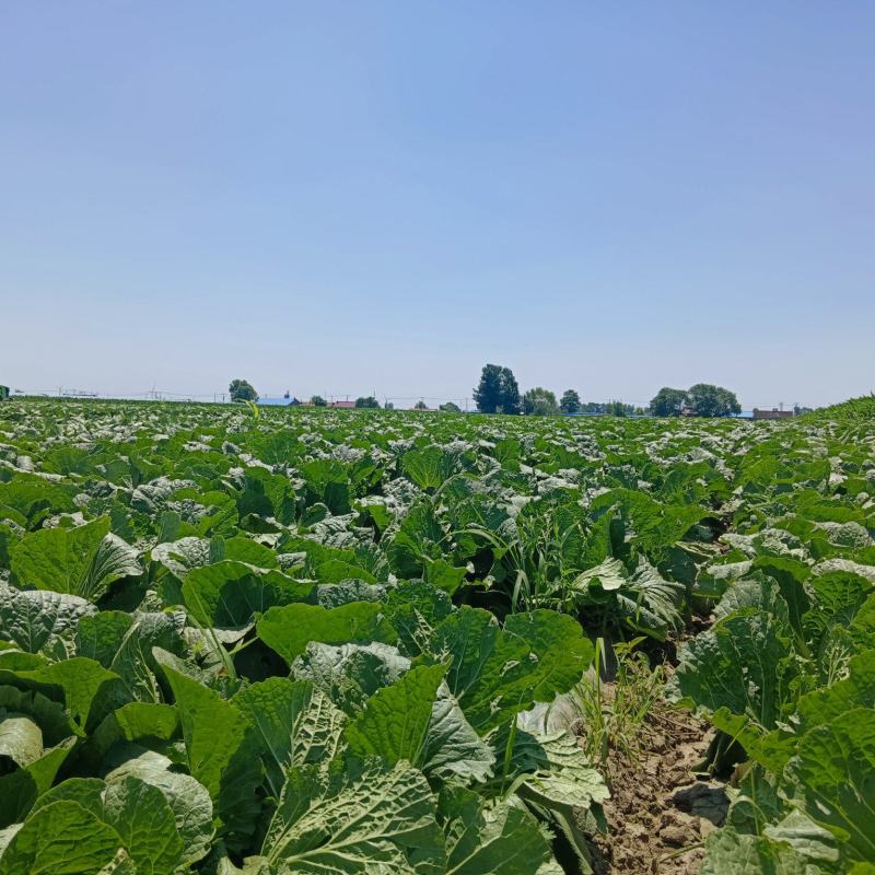 东北大白菜