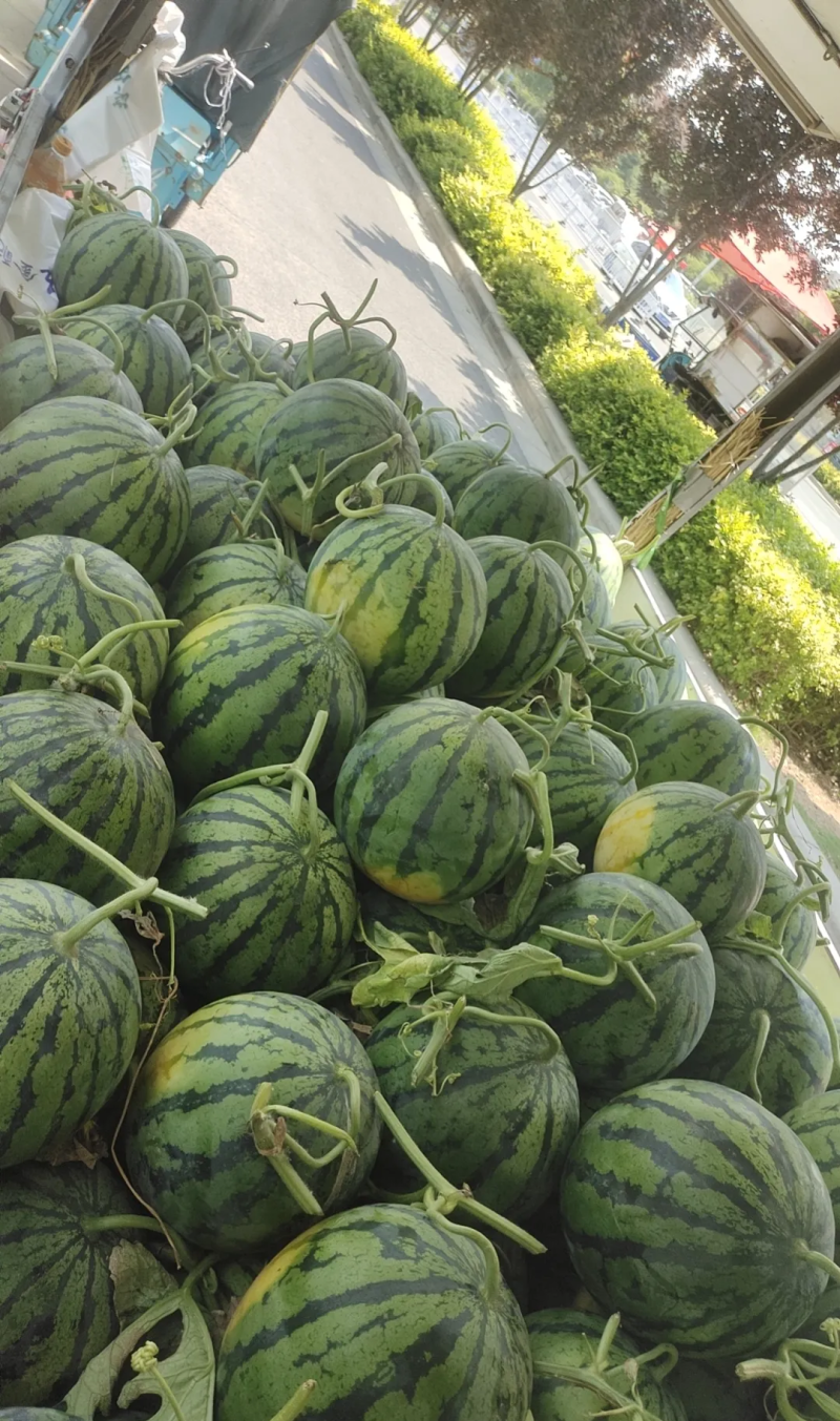陆地三米棚京欣西瓜量大价格还可以优惠