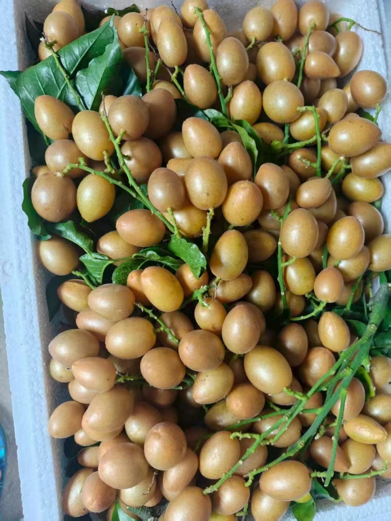 黄皮