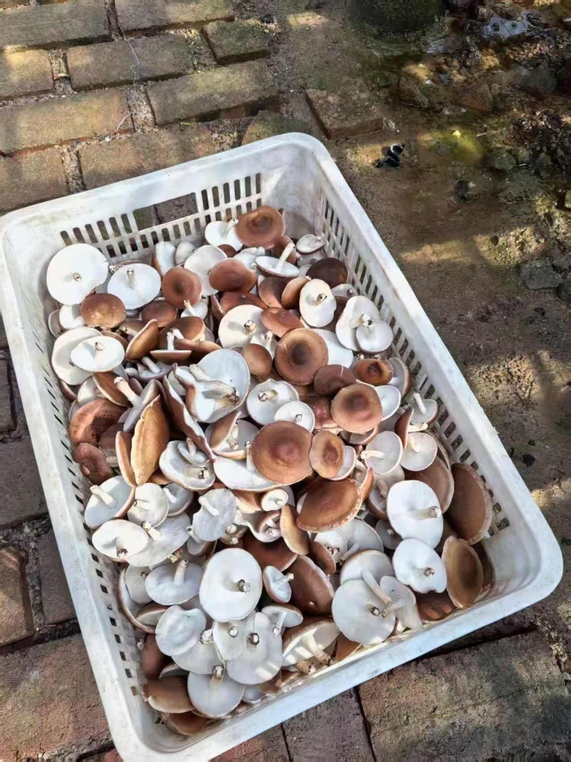 云南高山小香菇