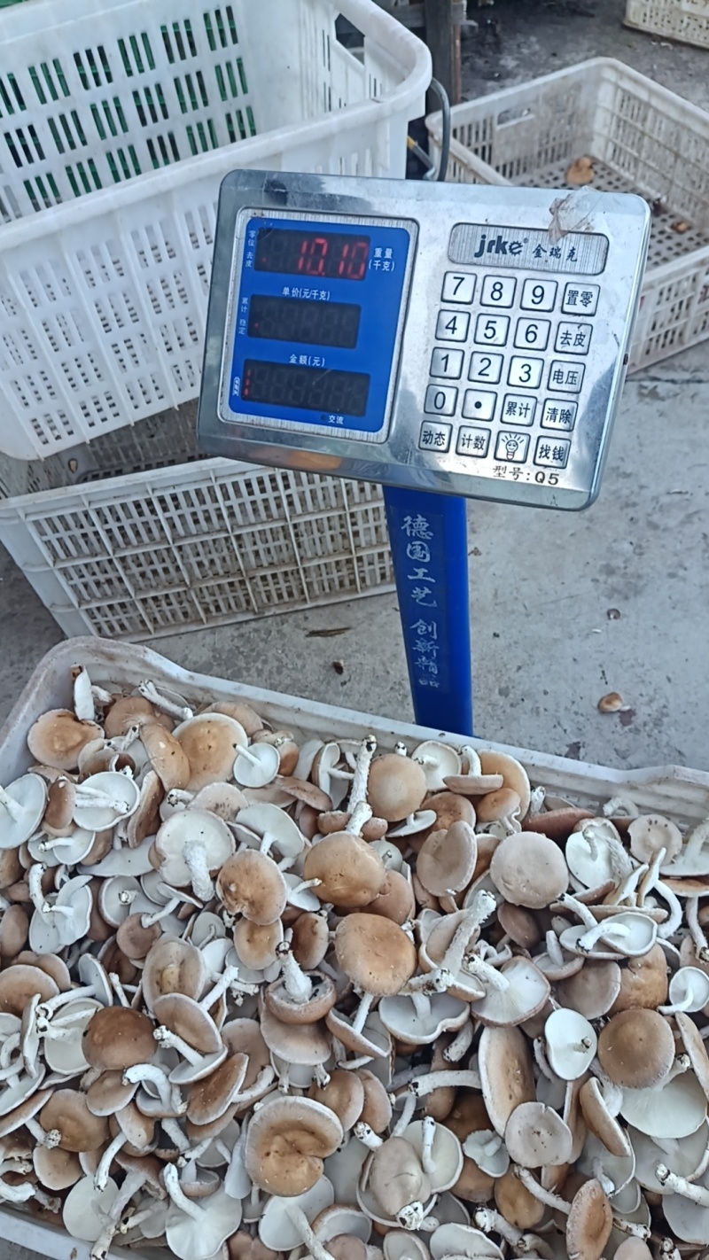 云南高山小香菇