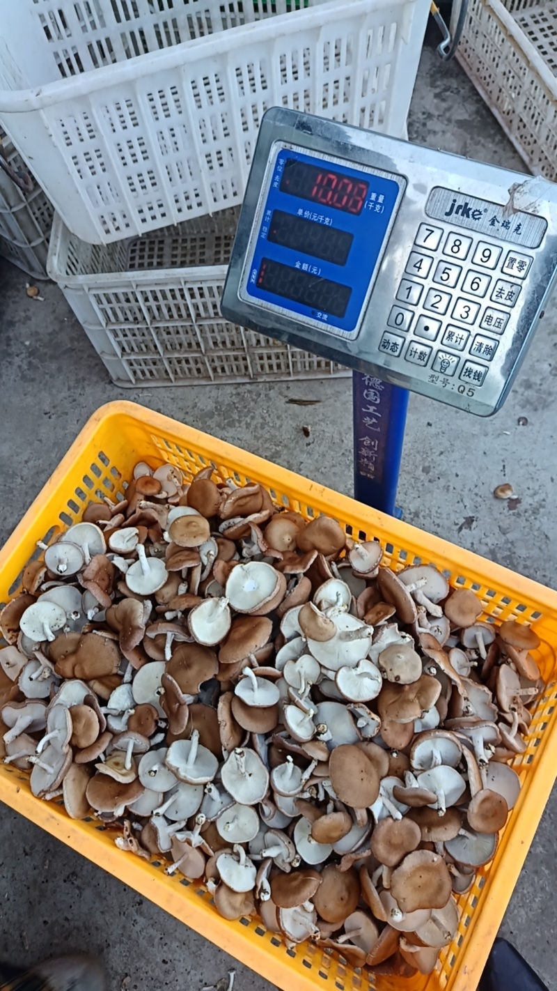 云南高山小香菇