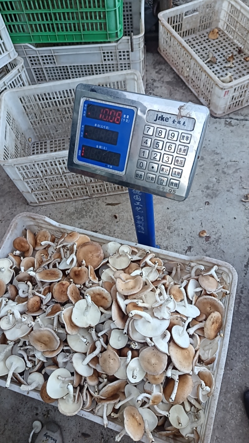 云南高山小香菇