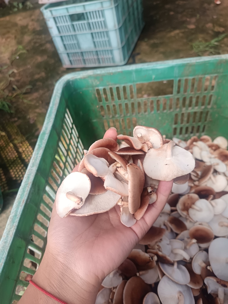 云南高山小香菇