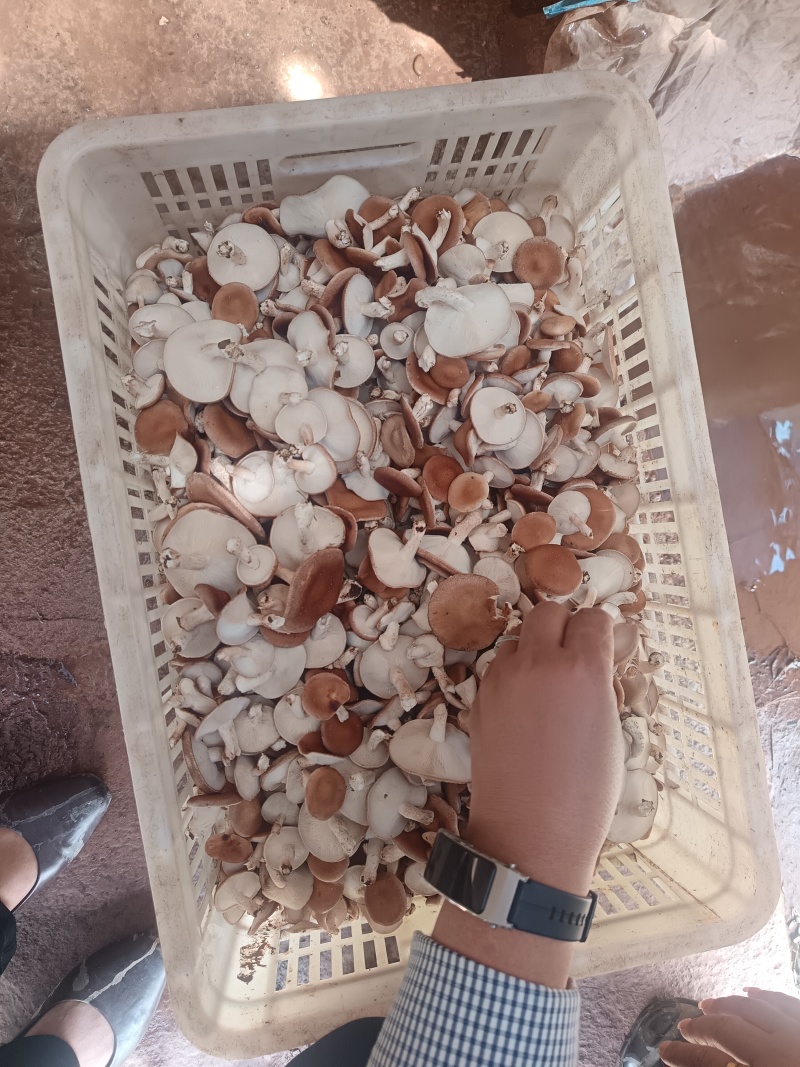 云南高山小香菇