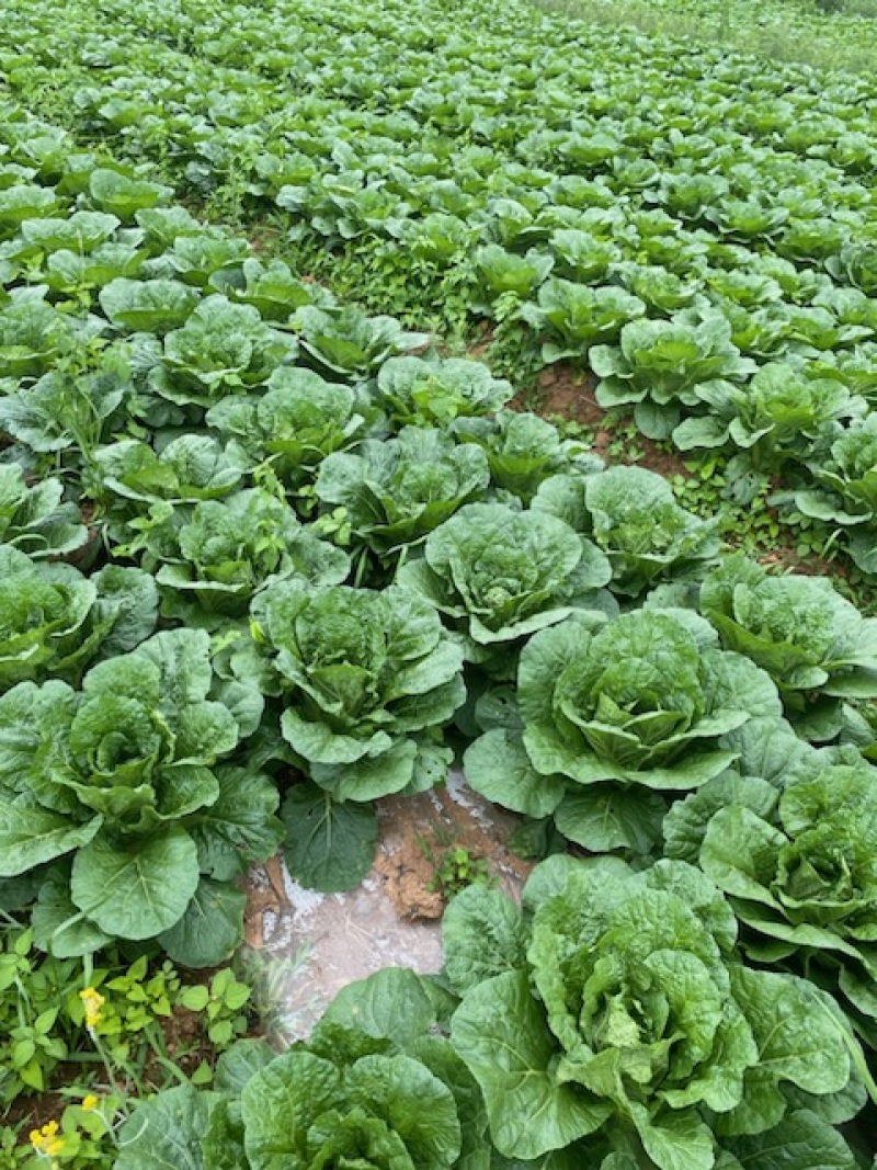 高山大白菜