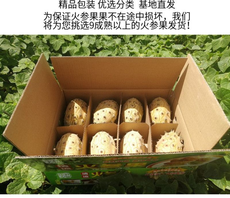 火参果刺角瓜批发全国发货
