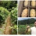火参果刺角瓜批发全国发货