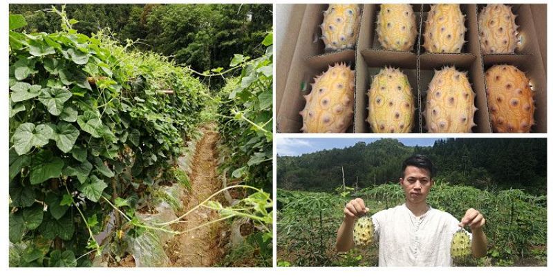 火参果刺角瓜批发全国发货