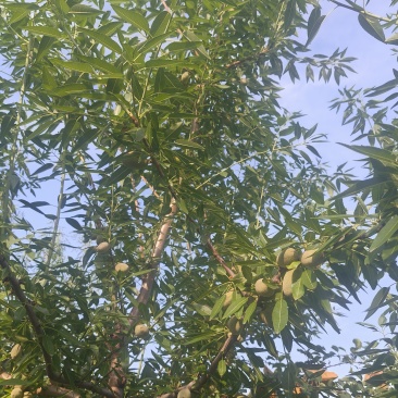 浓泊尔纸皮巴旦木有货