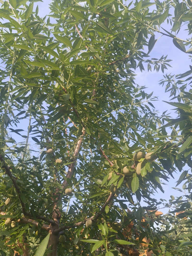 浓泊尔纸皮巴旦木有货
