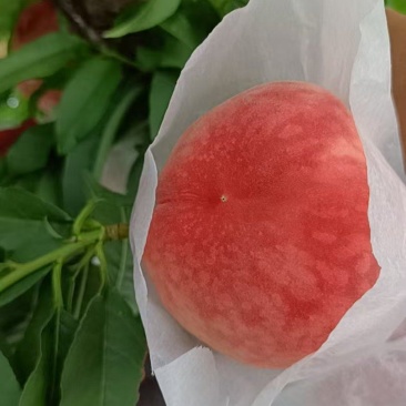 水密桃