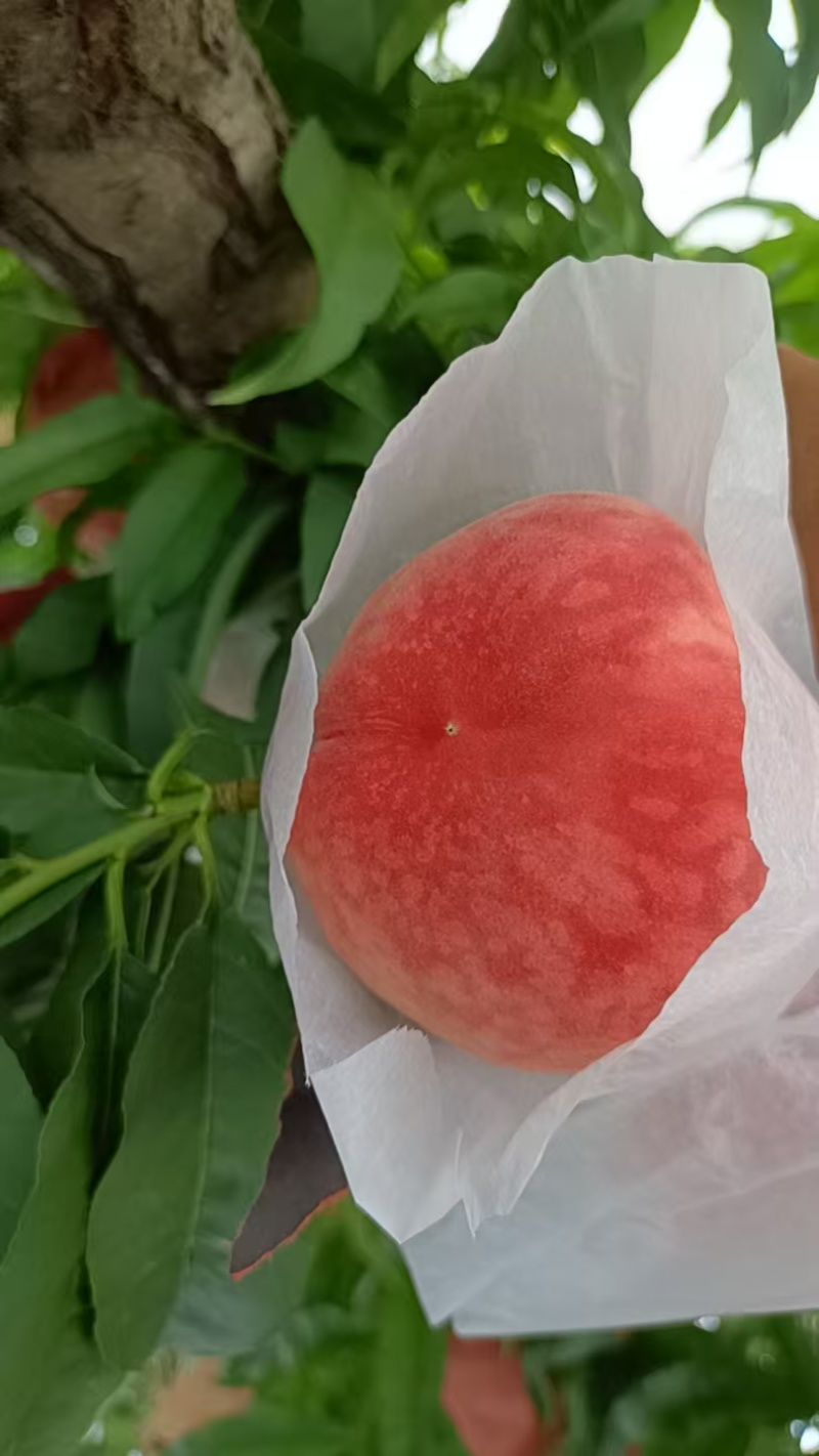 水密桃