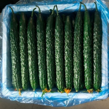 贵州密刺黄瓜青瓜大量上市基地直发保质保量一条龙服务