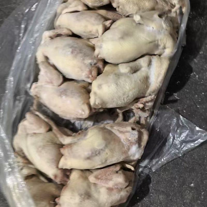 老母鸡