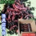 盒装蚯蚓批发，渔具店**，顺丰包邮全国发货（偏远地区除）