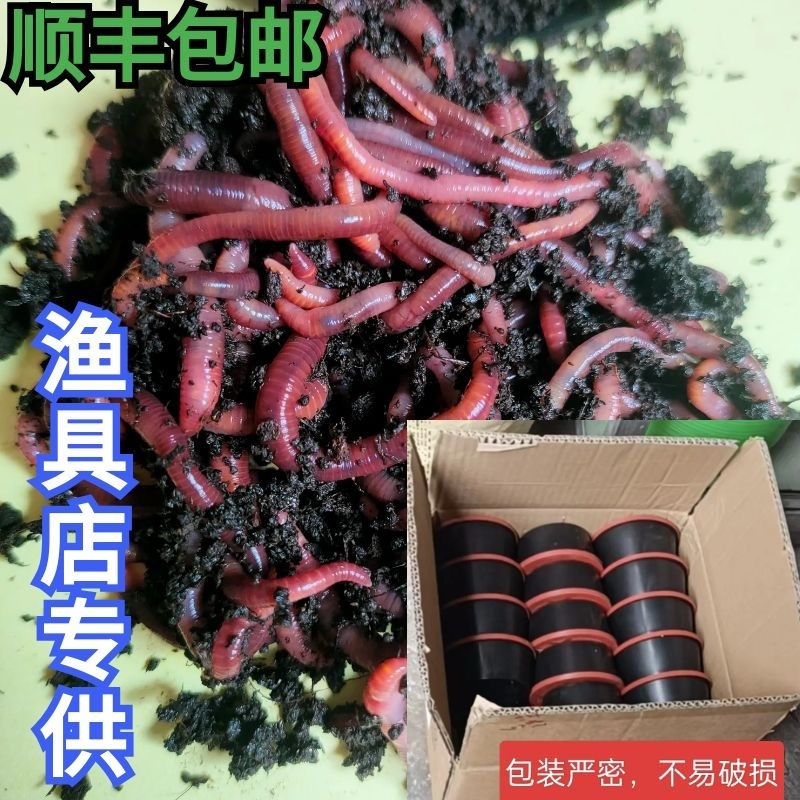 盒装蚯蚓批发，渔具店**，顺丰包邮全国发货（偏远地区除）