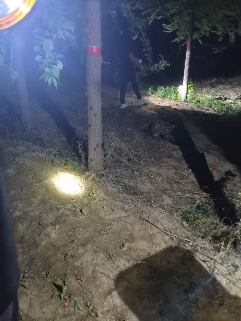 金蝉，榆树地生长3年，每个5克左右，不是那种小的