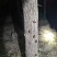 金蝉，榆树地生长3年，每个5克左右，不是那种小的