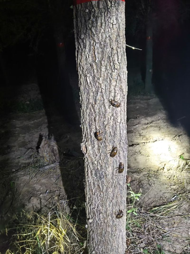 金蝉，榆树地生长3年，每个5克左右，不是那种小的
