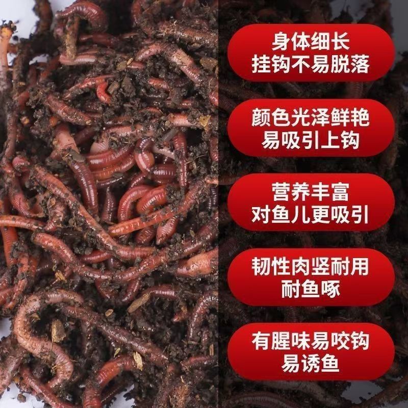 盒装牛粪蚯蚓红蚯蚓大平2号保活北京同城京津冀顺丰包邮