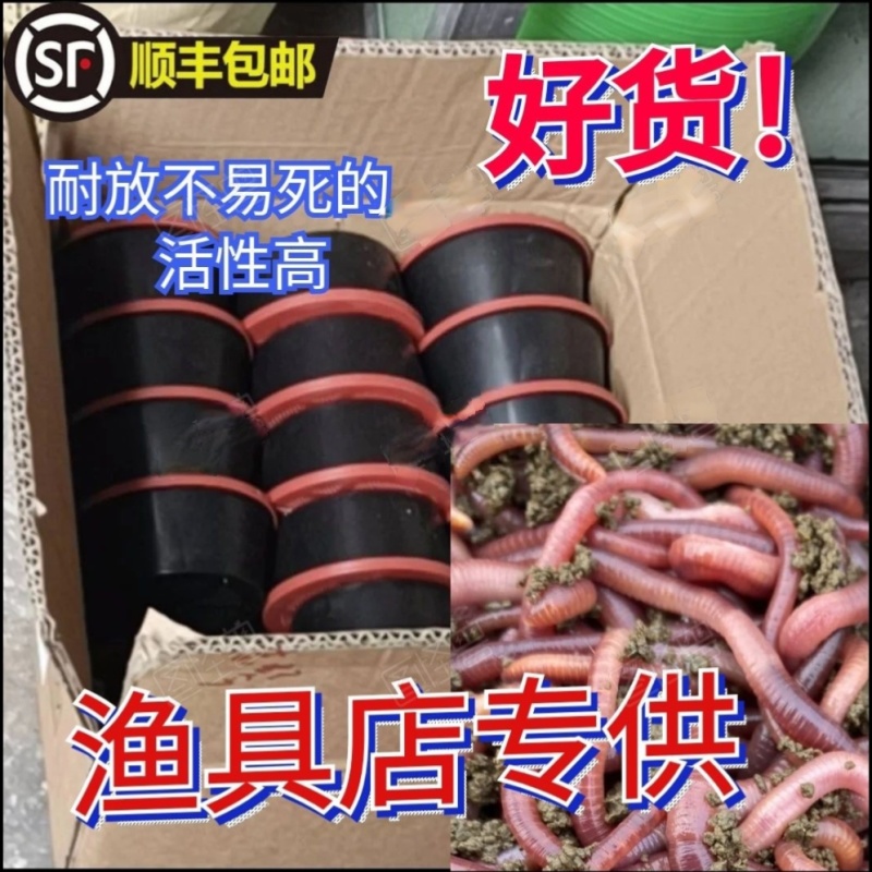 盒装牛粪蚯蚓红蚯蚓大平2号保活北京同城京津冀顺丰包邮