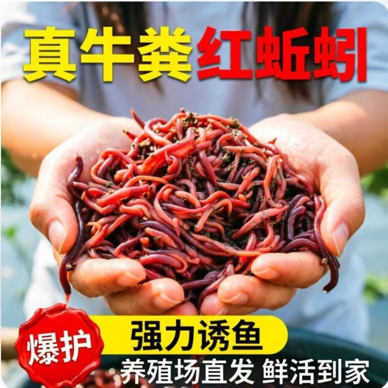 盒装蚯蚓批发，渔具店**，顺丰包邮全国发货（偏远地区除）