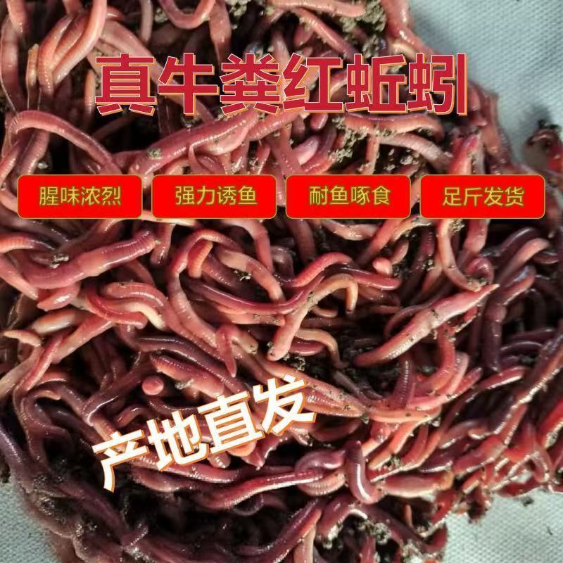 盒装蚯蚓批发，渔具店**，顺丰包邮全国发货（偏远地区除）