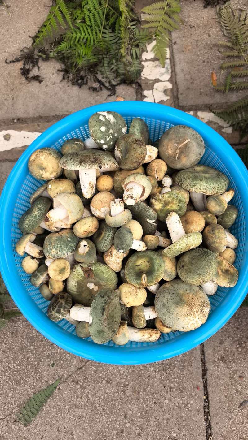 云南野生菌