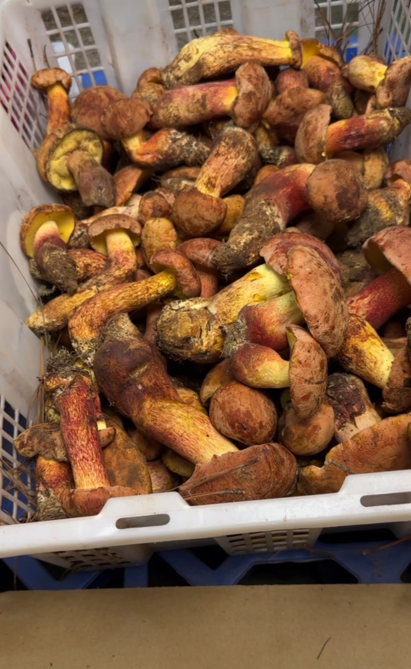 云南野生菌