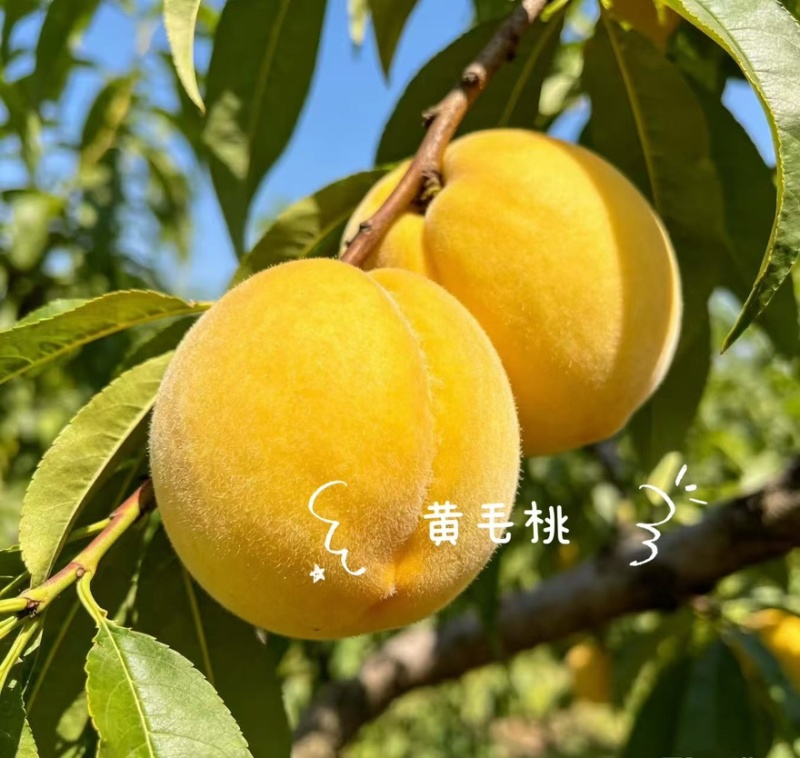 正宗蒙阴蜜桃