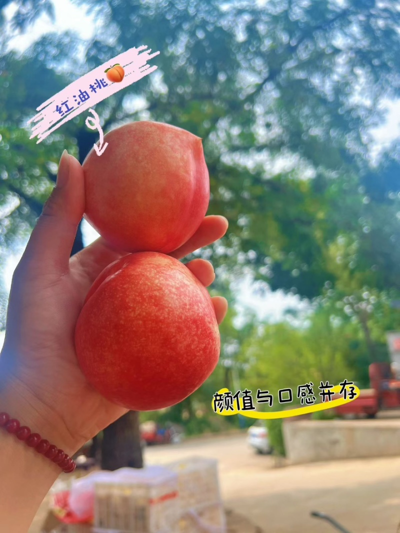 正宗蒙阴蜜桃