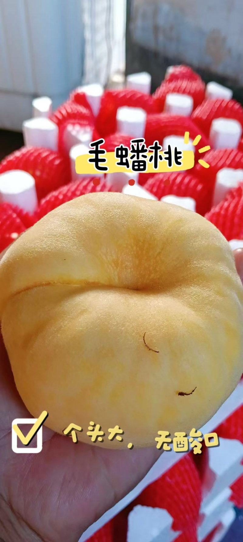 正宗蒙阴蜜桃