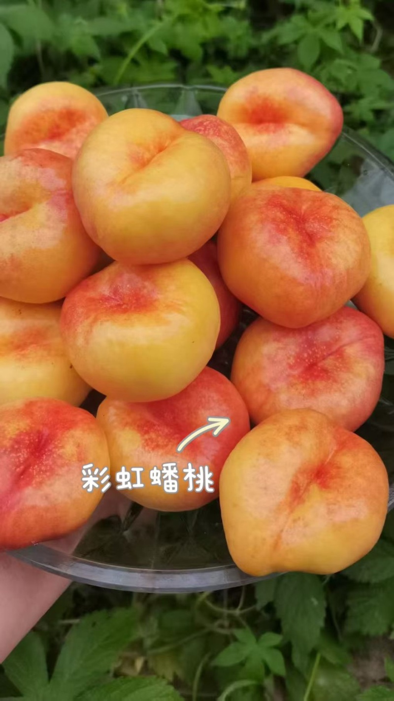 正宗蒙阴蜜桃